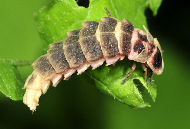 Accoppiamento di lucciole Lampyris sp.